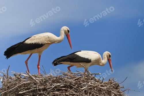 Preview: white storks