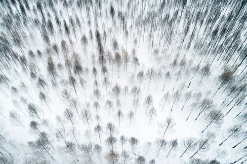 Preview: aerial drone view of a mountain burned by a forest fire, snow covered in winter