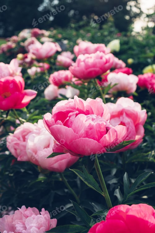 Preview: Beautiful peony flower in full bloom in the garden.