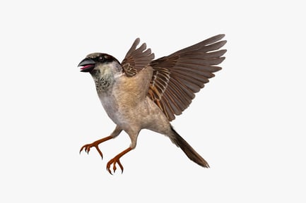 Preview: Sparrow in flight with open wings