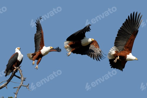 Preview: African Fish Eagle - Botswana