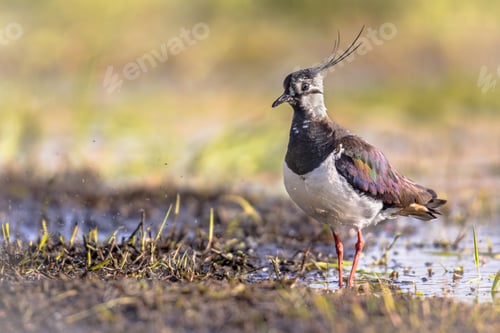 Preview: Northern Lapwing in wetland
