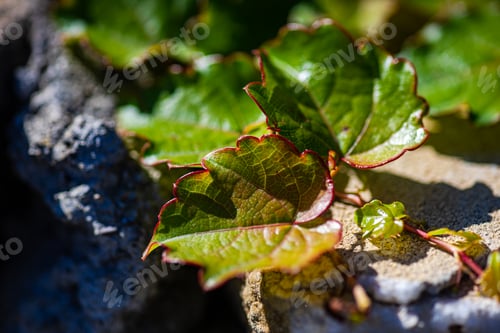 Preview: Green leaves of ivy plant