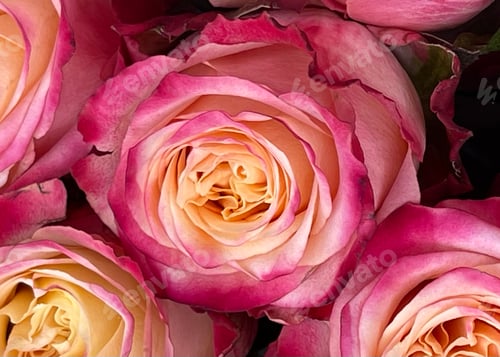 Preview: Pink yellow rose
