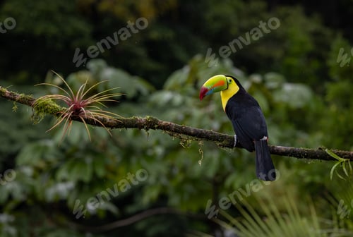 Preview: Toucan in Costa Rica