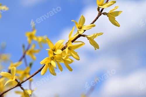Preview: forsythia blooming with bright yellow flowers. dwarf shrub. selective focus.