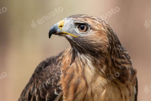 Preview: Red-tailed Hawk