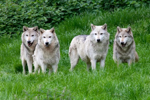 Preview: wolf, pack, togetherness, group, wilderness