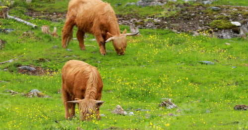 Preview: Highland Cattle Cows Graze On A Summer Pasture. Scottish Cattle Breed Walking In Meadow In Summer