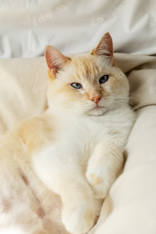 Preview: Big white blue-eyed lazy fat cat basking on the bed blissfully stretching forward long paws