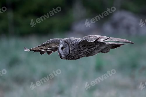 Preview: Great grey owl (Strix nebulosa)