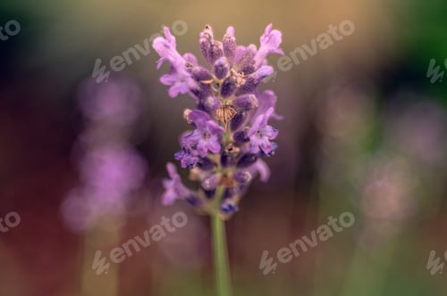 Preview: Closeup of a flower blooming in sunlight
