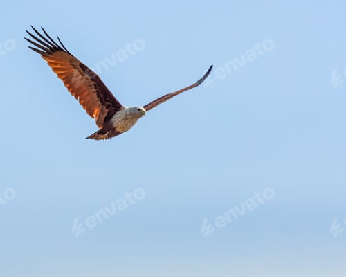 Preview: Brahminy kite (Haliastur indus) flying in a blue sky