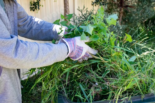 Preview: Man doing garden clean up - putting green waste into green bin for recycling