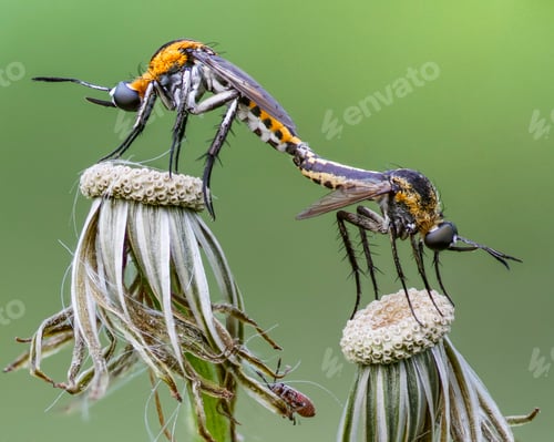 Preview: mating insect