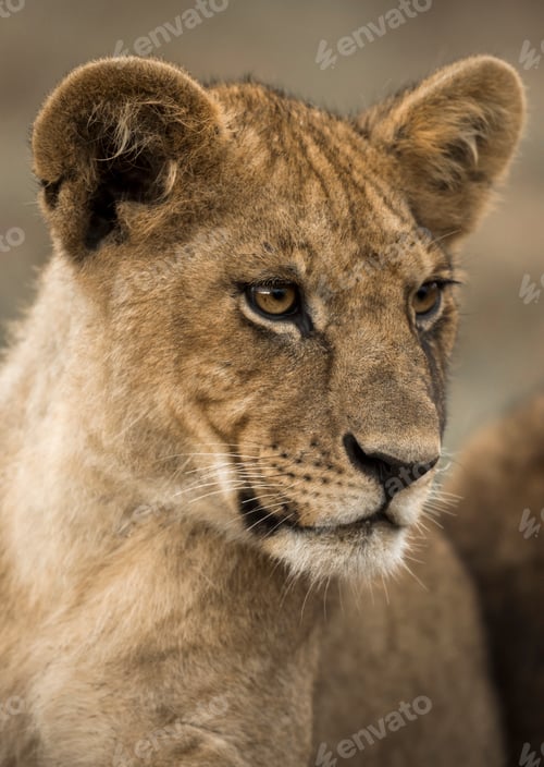 Preview: Close-up of a young lion, Serengeti, Tanzania, Africa