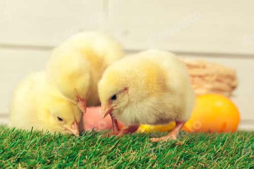 Preview: Easter eggs and chickens on green grass