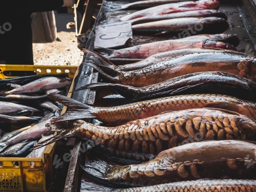 Preview: close up view of arranged raw fish on street market