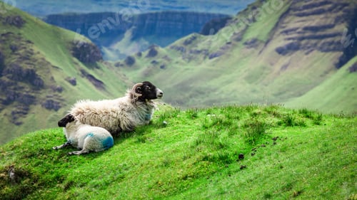 Preview: View to sheeps in Quiraing, Isle of Skye, Scotland