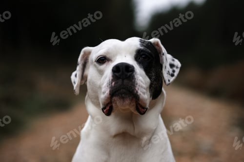 Preview: Staffordshire Terrier, white dog with a black eye patch marking