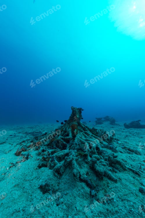 Preview: Vertical shot of a dead coral reef located under the clear blue water