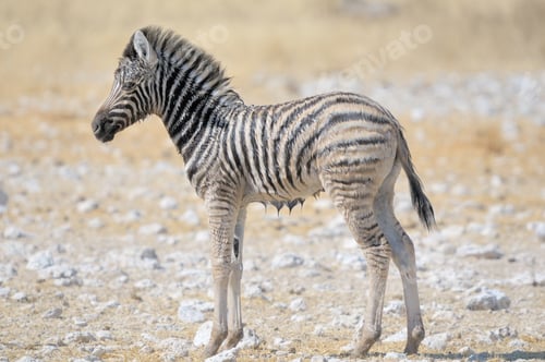 Preview: Wet Zebra foal, Etosha, Namibia