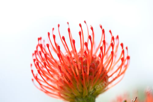 Preview: Pincushion protea. Native to South Africa, known for its striking, spiky appearance.