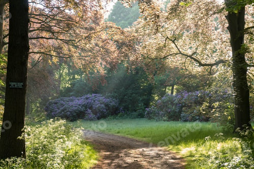 Preview: Beautiful morning view in the Netherlands with beautiful blossoming trees and green grass