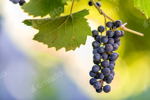 Preview: Dark blue ripening grape cluster lit by bright sun on blurred colorful bokeh copy space background