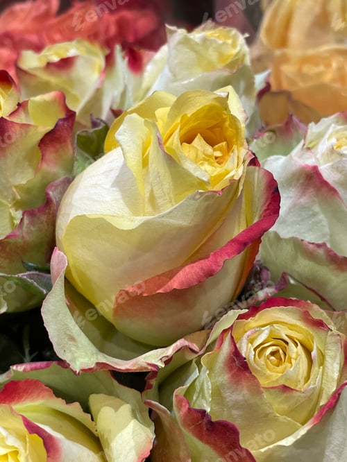Preview: Roses