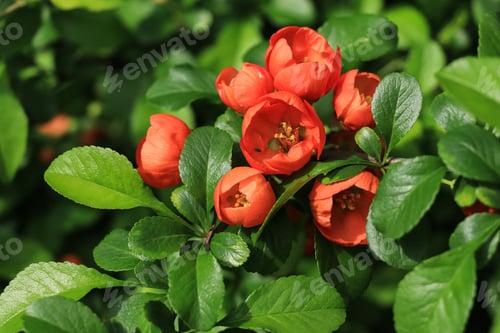 Preview: Bright Chaenomeles red flowers on a green bush close up