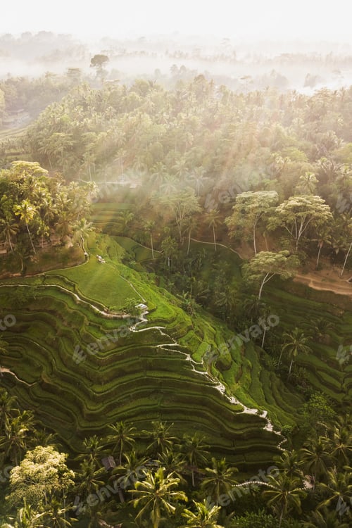 Preview: Tegallalang Rice Terraces in Bali