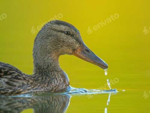Preview: Female mallard duck swimming in a calm lake