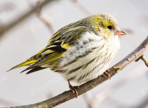 Preview: Female black-headed goldfinch