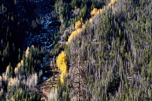 Preview: Aspen grove at autumn in Rocky Mountains