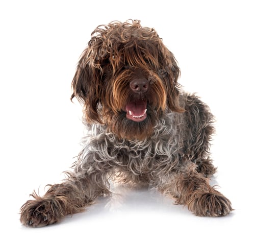 Preview: Wirehaired Pointing Griffon