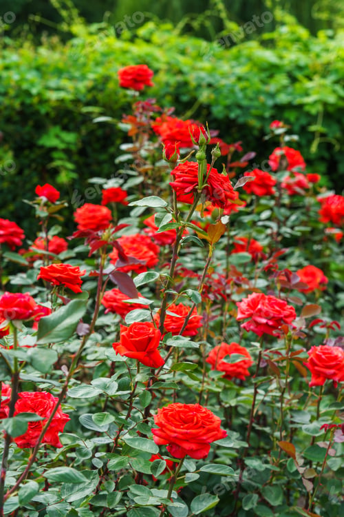 Preview: Branch Of Bright Red Rose Flowers Blooming In Garden With Green Leaves And Natural Background