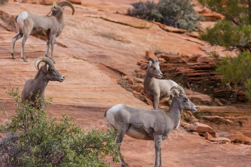 Preview: Mountain goat