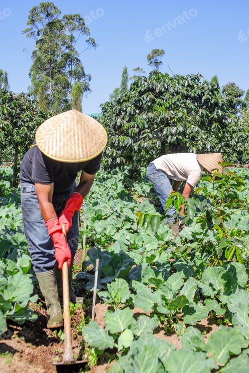 Preview: Farmers Tend Vibrant Crops in Sunlit Fields