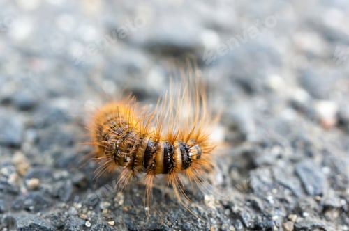 Preview: Closeup of a small caterpillar on the ground under the sunlight with a blurry background