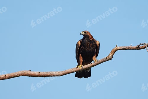 Preview: Golden eagle (Aquila chrysaetos)