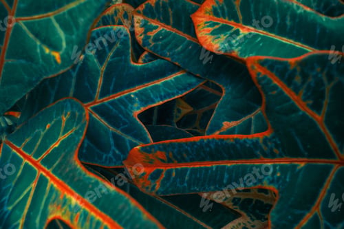 Preview: Croton bright neon pop art leaves close up. Modern Natural pattern background, nature in the moment