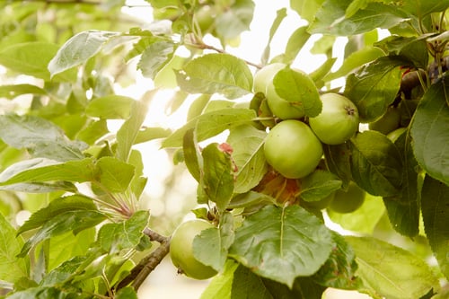 Preview: Fruit, green apples on the branches of a tree in an orchard.
