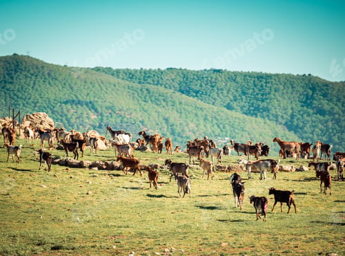Preview: Herd of Goats