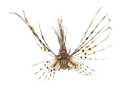 Preview: Front view of a red lionfish isolated on white