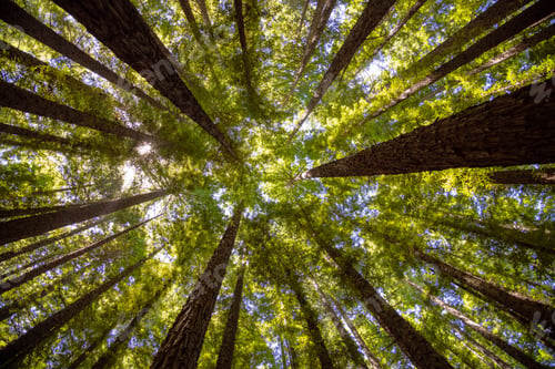 Preview: Low angle shot of tall tree trunks with sunlight in the redwood forest in Victoria, Australia