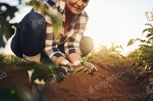 Preview: With an artichoke. Woman is on the agricultural field at daytime