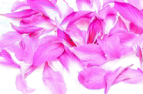 Preview: Delicate Pink Flower Petals on White Background