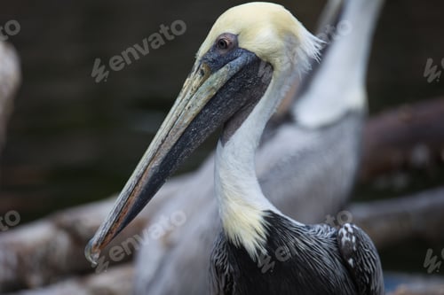 Preview: a large bird with an odd long beak looking straight ahead