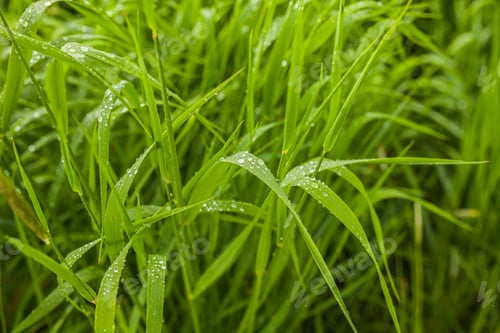 Preview: agriculture, wheat field, young wheat